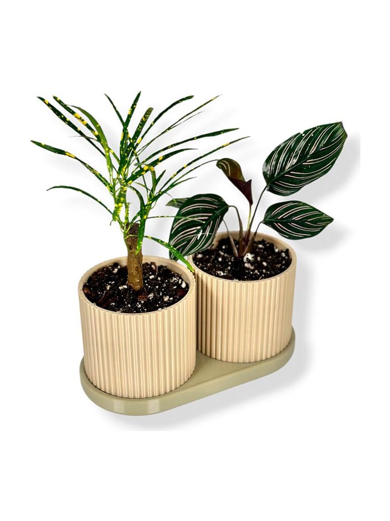 Simiu - TWINDA - Dubbel planterare i beige och ljus oliv - 8,5cm