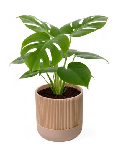 Simiu - GROWLOFT - Krukskydd med droppbricka - Elfenben - 8,2cm hög